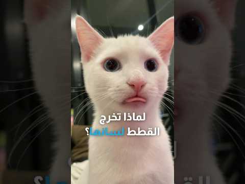 لماذا تخرج القطط لسانها