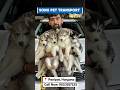 Safe & Reliable Pet Transport Service Across India | Sonu Pet Transport #rescue #trending #safety