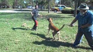 Koga, first bitework session at 2 years old