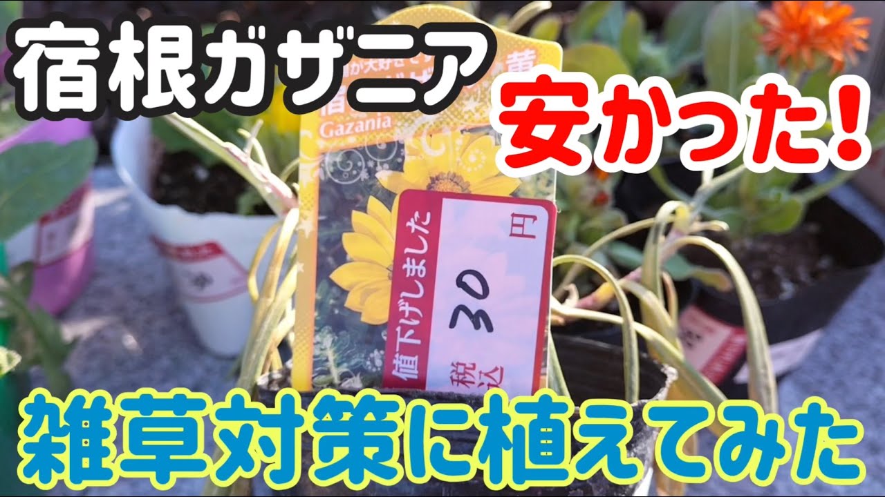 アジサイ枯れた 宿根ガザニアの植え付けと冬のアジサイ Youtube