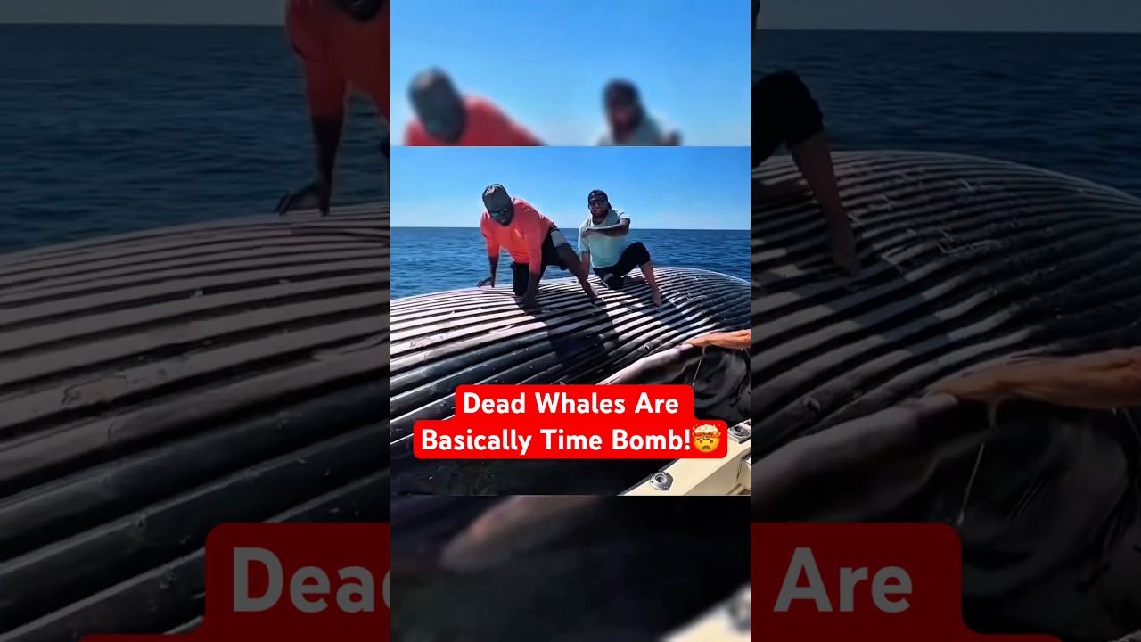 Почему мертвые киты могут буквально взорваться