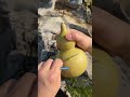 This Drinking Bottle Grows on a Plant | Lagenaria Bottle Gourd Innovation