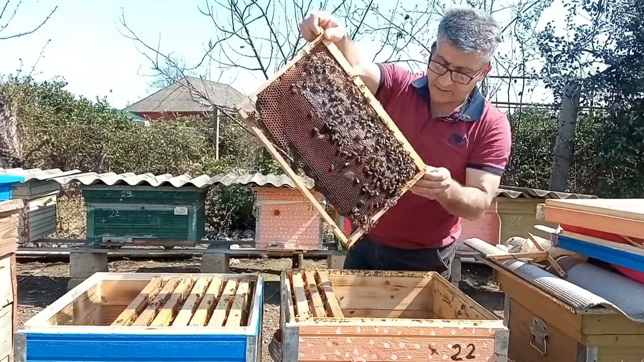 Arıların yeni pətəyə köçürülməsi.