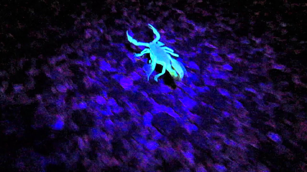 scorpions big city BIG Scorpion on the road!
