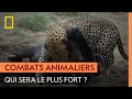 Léopard, crocodile, buffle ou phacochère, qui aura le dernier mot ?