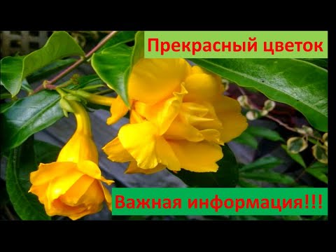 Дипладения, что любит, почему пропадает? Самые важные моменты в уходе.