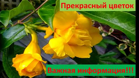 Дипладения, что любит, почему пропадает? Самые важные моменты в уходе.