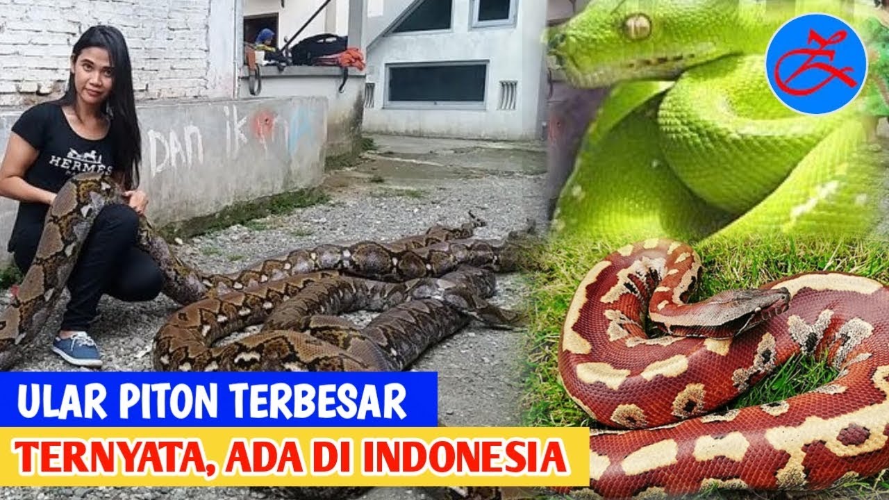 Ngintip Spesies Ular Terbesar... 13 Jenis Ular Piton Yang Ada Di Indonesia - YouTube