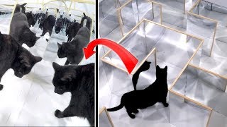 Tricky ILLUSION MIRROR MAZE - Watch CAT'S REACTION and ESCAPE Tricky ILLUSION MIRROR MAZE - Watch CAT'S REACTION and ESCAPE