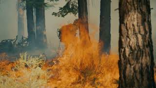 May is Wildfire Preparedness Month: Are You Ready Truckee?