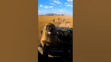 Sora 2 Baboons Go on a Wild Joyride