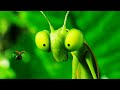 MINUSCULE MANDBILES FROM FAR AWAY Clip Lady Bug And Mantis 2018