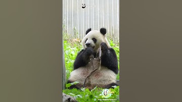 POV: You Are Eating, But Your Mind Suddenly Wanders Into Another Space | iPanda #shorts