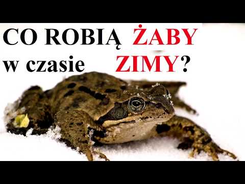 Wideo: Jak żaby Zimują