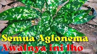 13 jenis aglonema spesies - nenek moyang aglonema