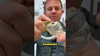 ¿Veneno de Serpiente o Caviar? ¡El Más Caro Te Sorprenderá!