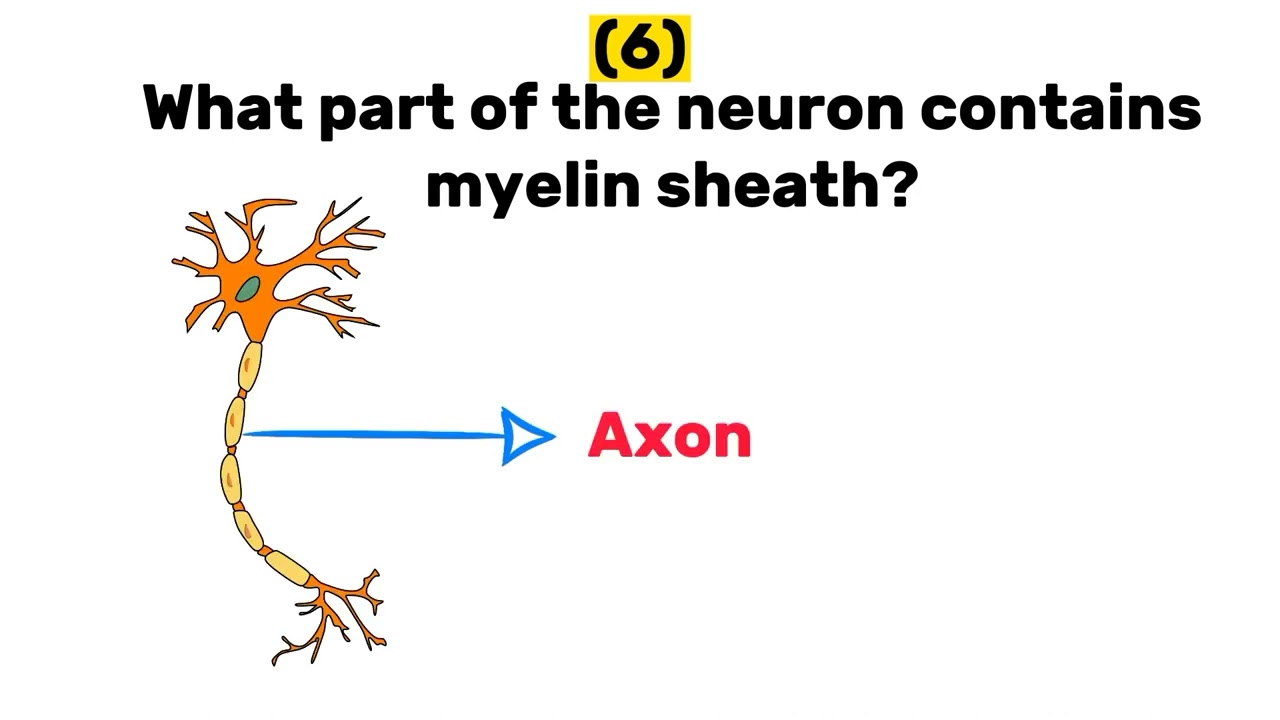 10 quiz questions on Nervous system (Neuron 1)
