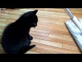 【保護猫】猫じゃらしより掃除用具にメロメロな子猫【保護8日目】