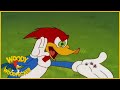 Woody Woodpecker | Party Animal | Full Episodes