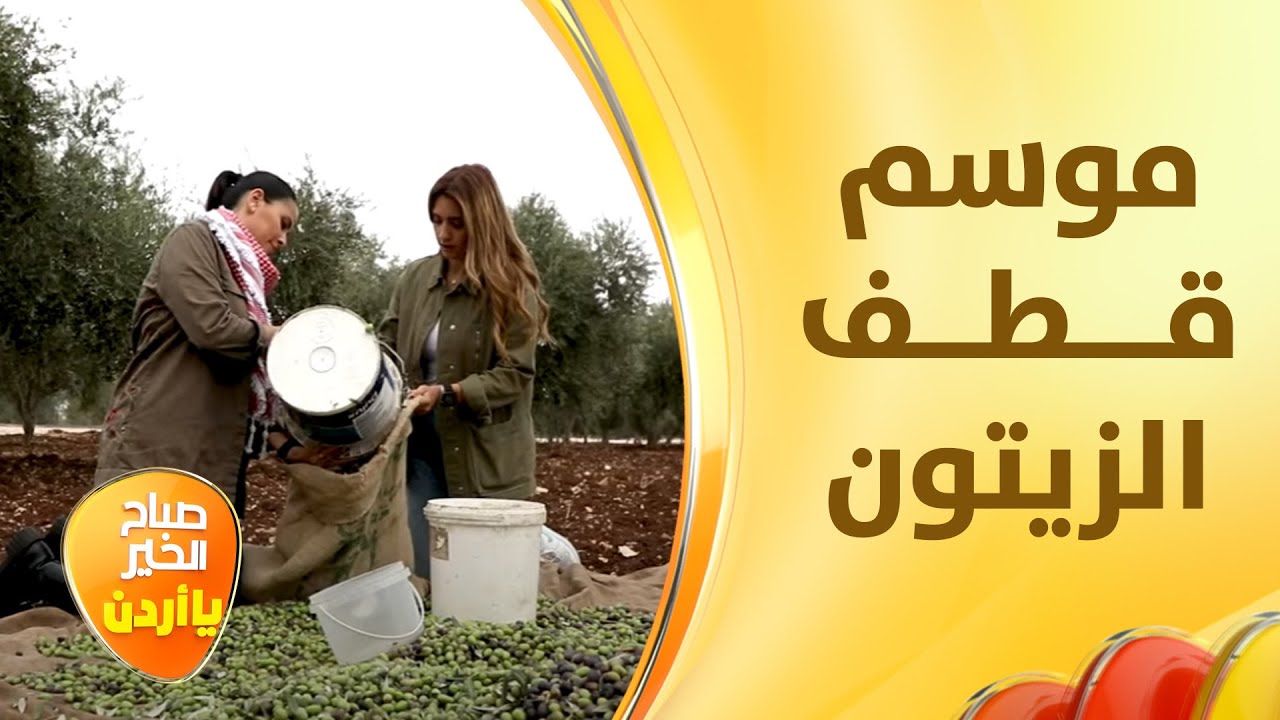 موسم قطف وعصر الزيتون موسم الخير والبركة ينتظره الكثيرون بشوق كبير - صباح الخير يا أردن