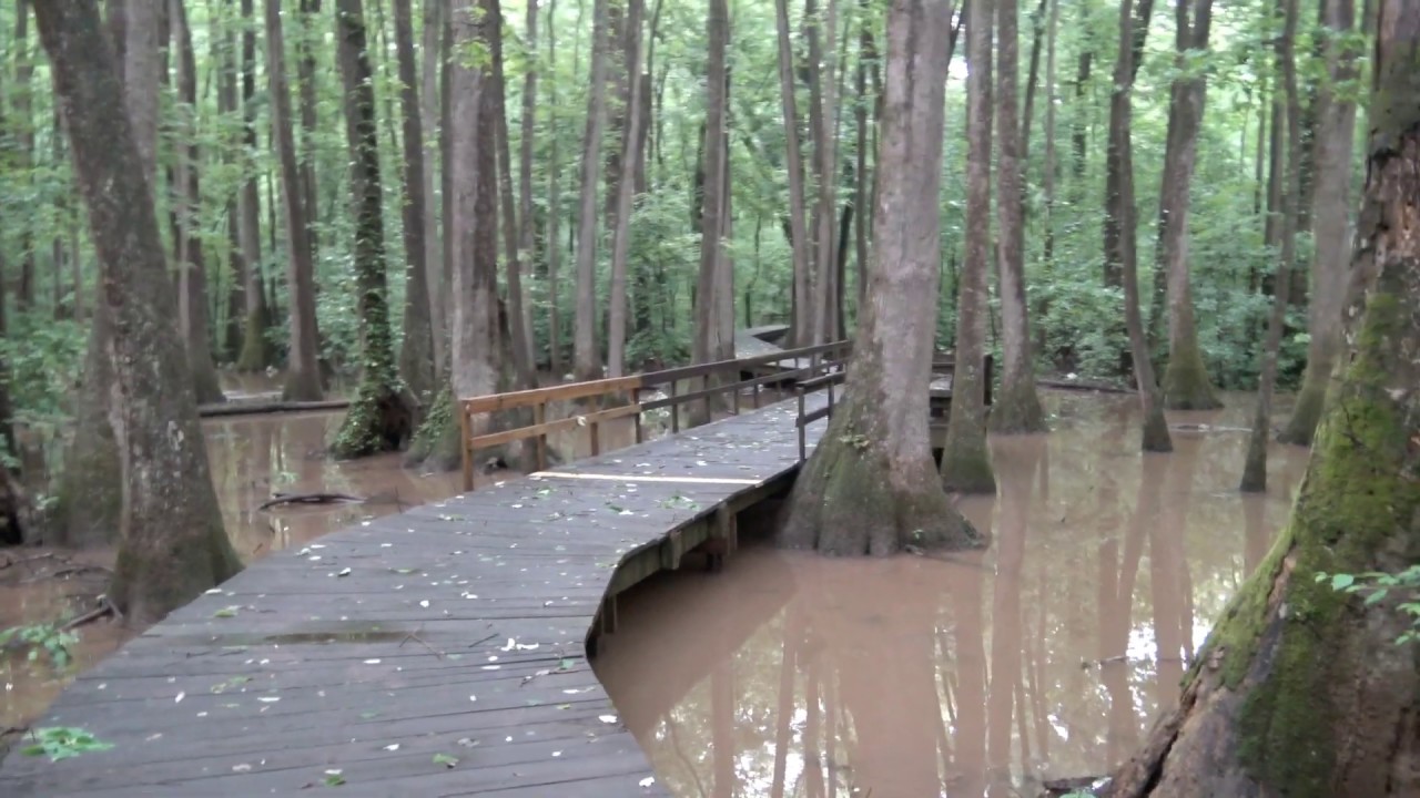 Sasquatch Sighting North Alabama testimony