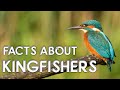 Facts about the British kingfisher + photographs and video