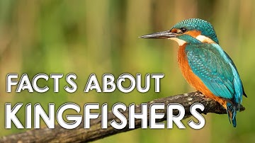 Facts about the British kingfisher + photographs and video