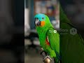 “‘Stay Young at Heart’ Poster BACKFIRES 😂 Parrot’s Comment Ends Everything!” #funnyanimals