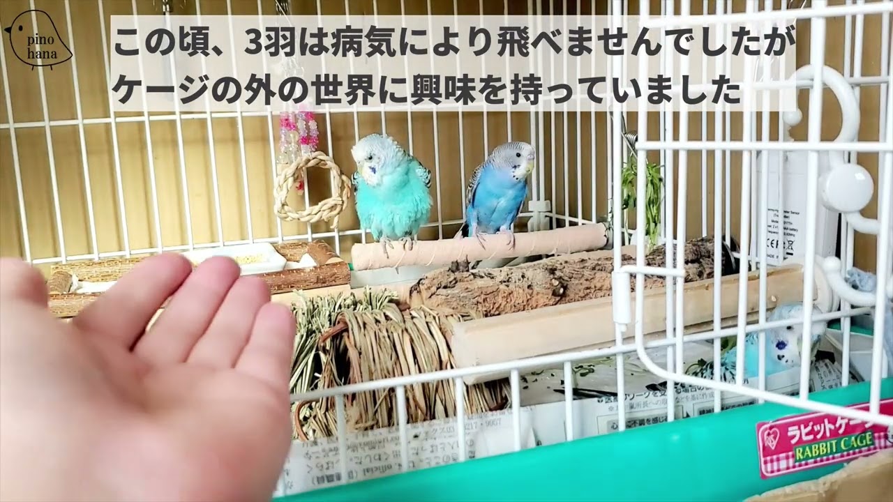 これが日常 ペットカメラで見る暴れん坊 ケージから出る様子 セキセイ