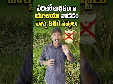 వరిలో అధికంగా నత్రజని వాడితే ?