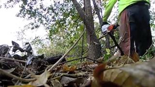 Tree Work 2016