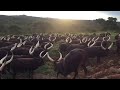 Ente zenyembwa (Bahima /Ankole cows )