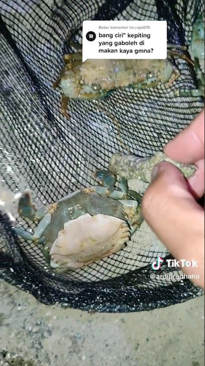 Characteristics of Edible Crabs #bolang #shorts #adventure #crab #mangrove crab #crab