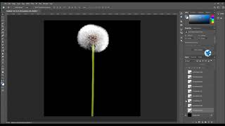 50 dandelion overlays：dandelion photoshop overlays，dandelion flower png