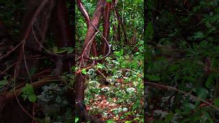 Rock Mound Archeological Site in Key Largo Florida: Indigenous Stone Pyramid? #historicaltidbits
