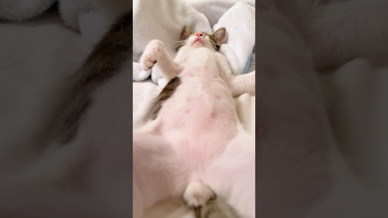 2ヶ月の子猫のお腹ポッコが可愛すぎます…www【保護猫】 - YouTube