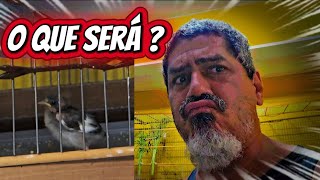 Penas brancas genética ou falta de nutrientes?