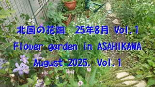 4K 北国の花畑　25年8月 Vol.1 Flower garden in ASAHIKAWA August 2025. Vol.1