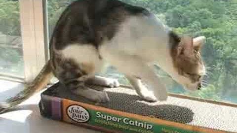 HTA.hk cat tests Four Paws