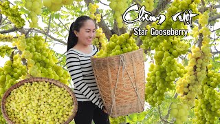 Harvesting GOOSEBERRY, a fruit that is so easy to harvest | Emma Daily Life