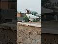 Vlog 6 Ache Gutak  h kabutar ke #viralvideo #pigeon #shots #kabutar