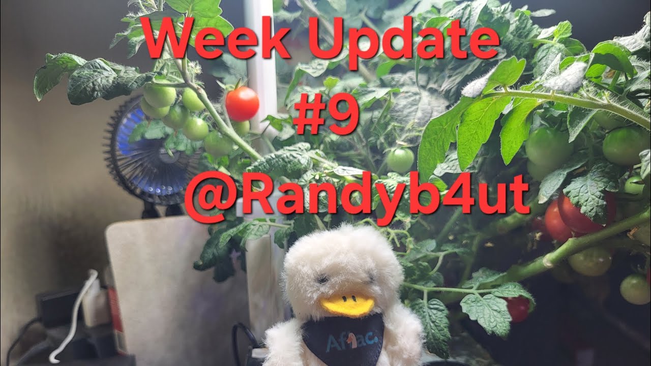 Update week #9 Red and Yellow micro dwarf varieties tomatoes‬