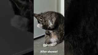 Doris the cat after shower. #cat #cute #kitten #catshower #catvideos  #catshorts  #cats #doris