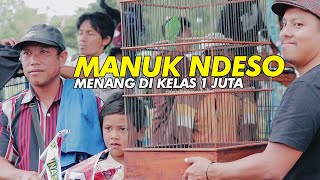 SANGAR!!! MANUK NDESO Bisa Menang di Tiket Cucak Ijo 1 Juta