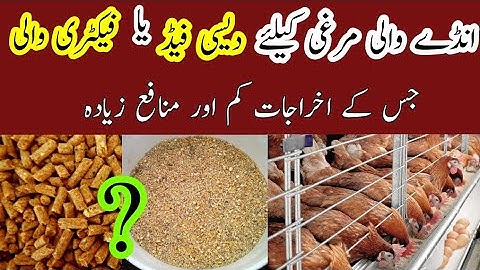 Desi Feed OR Commercial Feed is Best for Egg Laying Hen? || Desi Feed Use in Hens