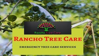 A One Tree Care Service Provider In Rancho Cucamonga