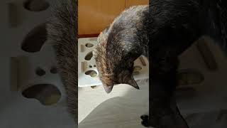 Happy moment #happy #puzzle #play #catshorts #cat #tortoiseshellcat #tortie #cute #moment #life