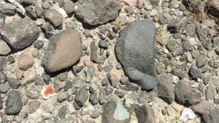 Rock hunters watch me find a 2 lb fire agate in the Arizona desert. Profile