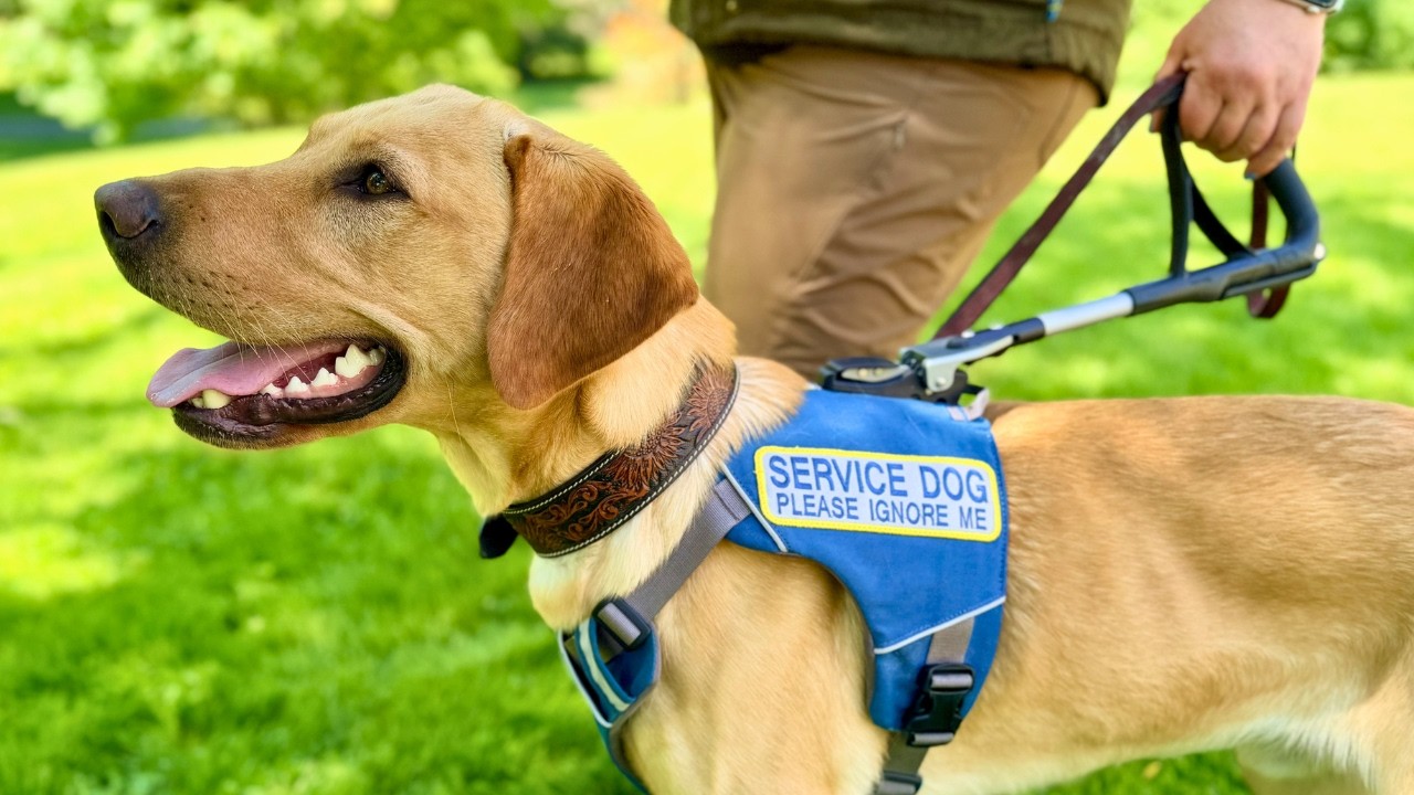Service Dog Training: Training Leading Tasks Through a Guide Dog Framework