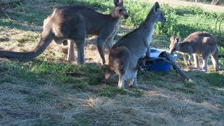 Some Of My Closest Kangaroo Mates